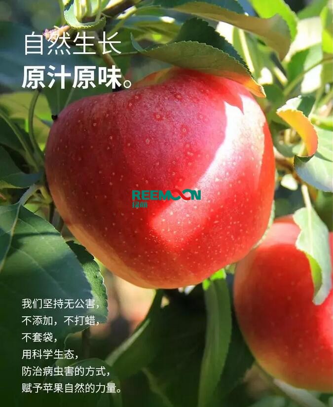 昭通蘋果：依靠短根莖種植和數(shù)字分揀技術(shù)帶動蘋果產(chǎn)業(yè)標(biāo)準(zhǔn)化在推動蘋果產(chǎn)業(yè)發(fā)展的過程中，昭通始終把加強(qiáng)企業(yè)領(lǐng)導(dǎo)力作為一個有力的切入點。為此，引進(jìn)陜西海生、SDIC中路、一寶、華師天農(nóng)等30多家企業(yè)，打造冷鏈物流市場，對蘋果進(jìn)行深加工，建立物聯(lián)網(wǎng)和大數(shù)據(jù)聯(lián)合應(yīng)用平臺，追蹤蘋果生產(chǎn)全過程。已成為華南地區(qū)最