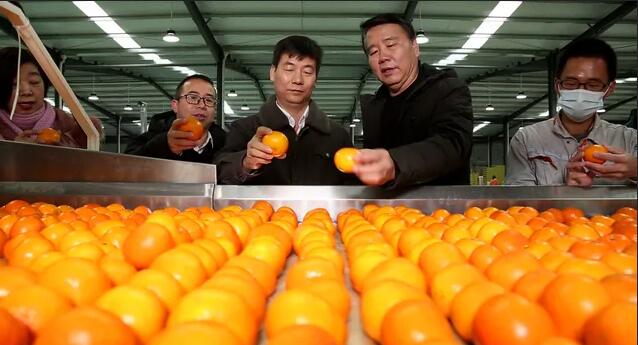 綠萌分選設備助力來賓柑橘實現(xiàn)標準化走向世界 名特優(yōu)農(nóng)產(chǎn)品（圣鮮果業(yè)）產(chǎn)銷對接發(fā)車儀式。 12月17日，來賓市舉行名特優(yōu)農(nóng)產(chǎn)品（圣鮮果業(yè)）產(chǎn)銷對接發(fā)車儀式，首批125噸優(yōu)質(zhì)砂糖橘、沃柑從來賓市國家現(xiàn)代農(nóng)業(yè)產(chǎn)業(yè)園出發(fā)，運往新加坡、韓國、印度尼西亞及深圳等國內(nèi)外市場。 名特優(yōu)農(nóng)產(chǎn)品（圣鮮果業(yè)）的沃柑。 當前正值