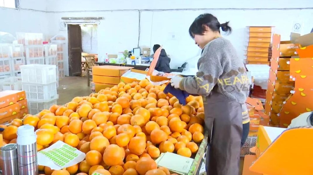 水果分選，提高效益！浙江溫嶺建成首條水果無損檢測分級流水線 眼下正是柑橘名果“紅美人”大批量上市期。這幾日，東浦農(nóng)業(yè)開發(fā)有限公司東浦現(xiàn)代農(nóng)業(yè)產(chǎn)品中心正在調(diào)試我市首條水果無損檢測分級流水線。該流水線不僅能區(qū)分果實大小、輕重，還能通過激光、紅外光譜，分辨出果實有無擦傷等瑕疵