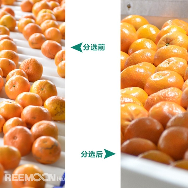 桂林興安引入綠萌沃柑智能分選線，給沃柑“做CT”，實現自動化、智能化分揀，讓效率翻一番、效益翻一番。嚴格把控沃柑品質，持續(xù)為消費者輸送質量穩(wěn)定的成品。