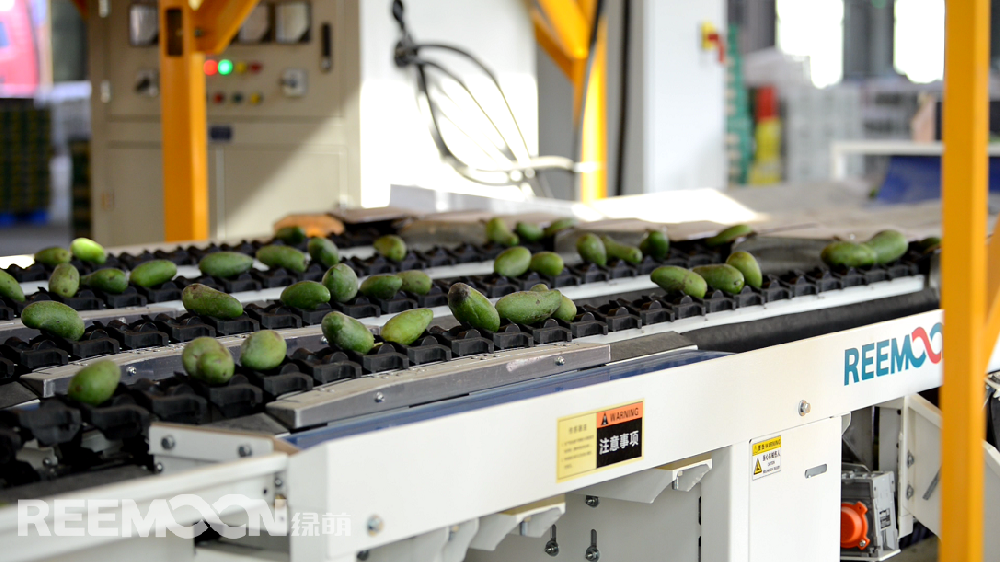 據ASIAFRUIT亞洲水果報道，貴妃芒本季有望迎來日本市場的開放。眾所周知，水果出口的門檻更高。人工分揀充滿主觀性和不確定性，靠人工分揀無法滿足出口的標準，一臺能夠準確檢測水果各項指標的分選機對于出口水果的檢測顯得尤為重要。綠萌（REEMOON ）創(chuàng)立于2001年，依托于中國科學院及華中農業(yè)大學，專注