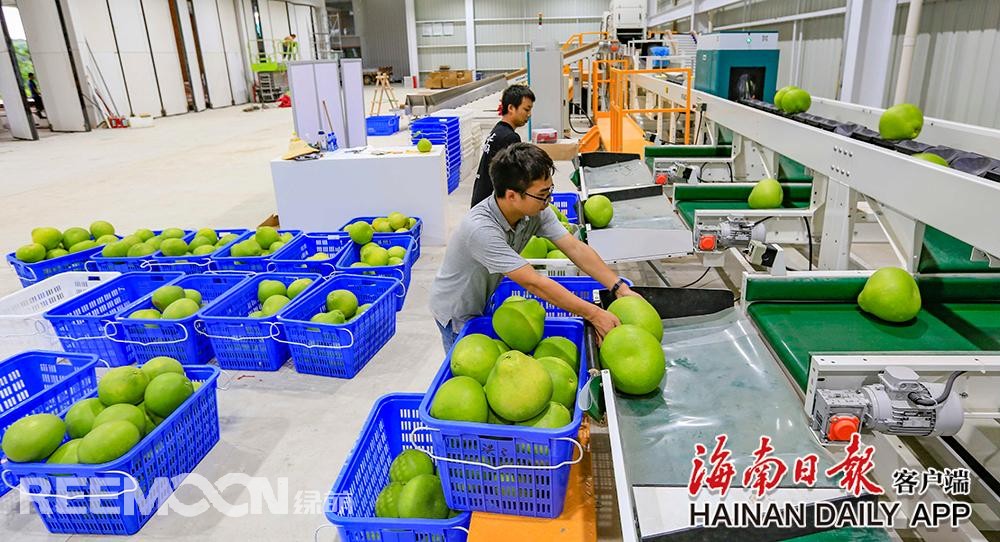 據(jù)海南日?qǐng)?bào)客戶端｜記者陳元才通訊員王家專 攝影報(bào)道 視頻剪輯 吳文惠在澄邁山口青柚基地，工作人員正在護(hù)理枝頭上的柚子，該基地的柚子即將上市。海南日?qǐng)?bào)記者 陳元才 攝8月13日，在澄邁山口青柚基地和“柚子夫婦”青柚基地，工作人員有的采摘青柚果打包上市，有的忙著護(hù)理枝頭上的柚子，為上市做準(zhǔn)備，忙得不亦樂乎