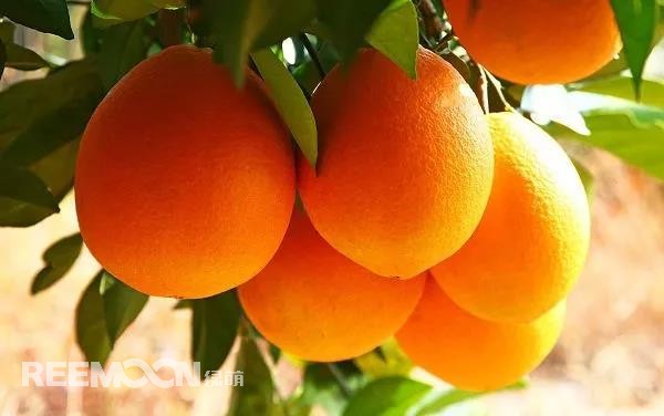 定了！定了！定了！2021年贛南臍橙開摘時(shí)間確定11月1日贛南臍橙正式開摘！!10月9日，小編從贛州市贛南臍橙協(xié)會(huì)五屆二次理事會(huì)上獲悉，根據(jù)贛州市果業(yè)發(fā)展中心對(duì)全市贛南臍橙采樣檢測(cè)結(jié)果以及氣象部門氣候預(yù)測(cè)等因素的綜合分析，經(jīng)充分討論并表決通過(guò)，確定2021年贛南臍橙開始采摘時(shí)間為11月1日。想念了一年的贛