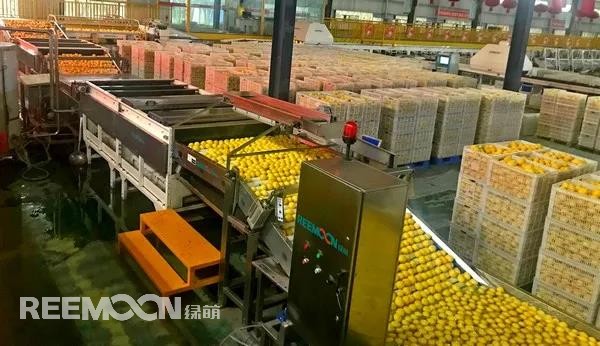 新一季的檸檬于九月中旬上市，采摘季將持續(xù)到十二月底結(jié)束。今年檸檬的品質(zhì)比往年更好，但產(chǎn)量較降低了近40%。王國(guó)龍是重慶匯達(dá)檸檬科技集團(tuán)有限公司的銷售經(jīng)理，他首先介紹了產(chǎn)地方面的情況，“一方面，受低溫霜凍和春旱天氣影響，部分果樹被凍。另一方面，疫情之下，一些基地的管理水平跟不上，這也導(dǎo)致本季產(chǎn)量有所降低。