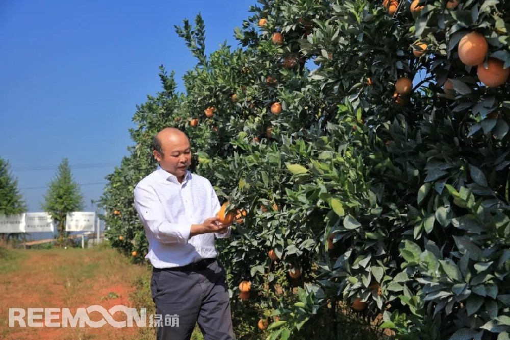 江西綠萌科技控股有限公司董事長朱壹我是第3次造訪綠萌位于江西省信豐縣大阿鎮(zhèn)的現(xiàn)代農(nóng)業(yè)科技示范基地。與前幾次來的時(shí)間不同，這趟過來恰逢果實(shí)成熟期。我們品嘗了幾個(gè)品種，口感都非常好。尤其是我最愛的“雞尾葡萄柚”，糖度普遍在13%以上，風(fēng)味令人記憶深刻?！艾F(xiàn)在除了臍橙和‘雞尾葡萄柚’，還有其他適合的品種