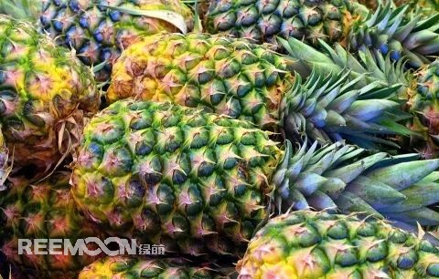 即將到來的3-5月是菠蘿大量成熟的季節(jié)，但是本月中旬已有幾十家采購商應(yīng)邀前往徐聞考察，帶動(dòng)起一波菠蘿采購潮。2月12日，徐聞縣向全球采購商發(fā)出《來自“菠蘿的?！钡男拧芬l(fā)熱烈反響。十多家境內(nèi)外媒體紛紛轉(zhuǎn)發(fā)點(diǎn)贊，不少外地采購商“搶鮮”登門。短短3天時(shí)間，已經(jīng)有來自遼寧、山東、山西、陜西、四川、河南、上海等地的