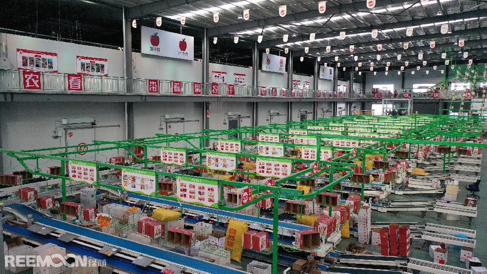6月11日，走進(jìn)洛川縣蘋果現(xiàn)代產(chǎn)業(yè)園區(qū)，在延安自然搭檔農(nóng)業(yè)發(fā)展有限公司智能分選車間，機(jī)械轟鳴，人頭攢動(dòng)，幾十名工人有條不紊地在分選線上忙碌著。一個(gè)個(gè)色澤紅潤(rùn)、大小勻稱的蘋果，正通過(guò)圓形硅膠托盤運(yùn)上智能選果線，經(jīng)過(guò)檢測(cè)通道依次歸位，按照重量、甜度等被分成數(shù)個(gè)等級(jí)。工人們麻利地把分級(jí)后蘋果擺放至果箱內(nèi)，進(jìn)行