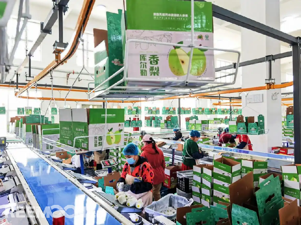 每個(gè)香梨都被放在專屬的小托盤里，從傳送帶上“走”到電腦稱重的“過道”里，被分為180克以上、160克至180克、140克至160克、120克至140克、100克至120克等各個(gè)規(guī)格，分為不同級(jí)別后，一個(gè)個(gè)香梨“躺”著被電腦指令輸送到不同的級(jí)別通道中，順著傳送帶就送到了包裝工人的手邊，他們?cè)僖粋€(gè)個(gè)套上保鮮紙和發(fā)泡網(wǎng)，頭頂上傳送的